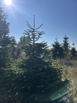 230cm Weihnachtsbaum, Nordmanntanne, 24G331